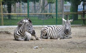 Zoo Heim vieler fremder Tierarten Aufmacher