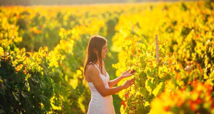 Im Osten des Landes ist der Weinbau in Požega ein besonders wichtiger Wirtschaftszweig. Wenn man an Kroatien denkt, denkt man zuerst auf die sonnige, wunderschöne Küste.