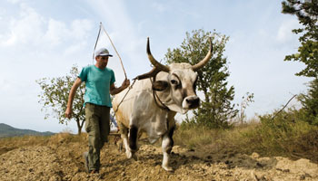 Das Boškarin Rind lieferte früher Milch und Fleisch, aber meist als Pflug-Zugtier in der Landwirtschaft und zum Schleppen der Steine für den Hausbau verwendet wurde.