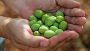 Olivenöl aus Istrien: Die Qualität der Früchte ist ausschlaggebend für die Qualität des Öls.