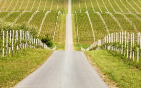 Ilok Weinanbaugebiet