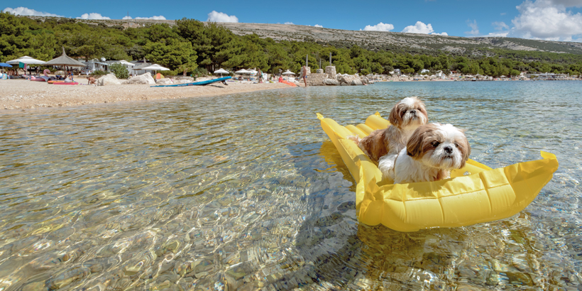 Camping Village Šimuni Hunde im Wasser