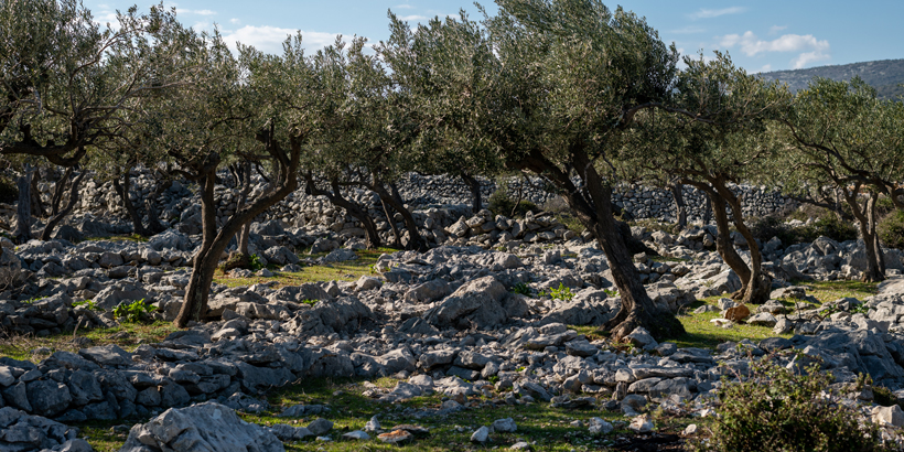 Der Turm von Cres – das Relikt einer Olivenbäume