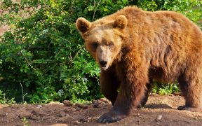 Braunbären in Gorski Kotar erleben
