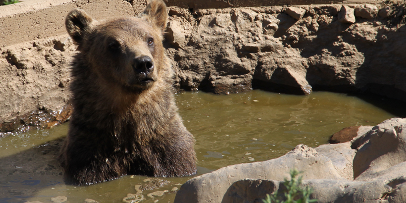 Braunbären in Gorski Kotar erleben badender bär