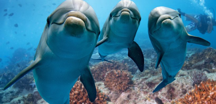 Delfine der Insel Lošinj