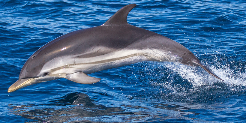 Delfine der Insel Lošinj Hochsee