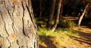 Sonnenschein auf Waldboden im Waldpark "Busoler Park" in Pula in Istrien