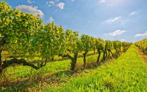 Weinrouten durch Istrien