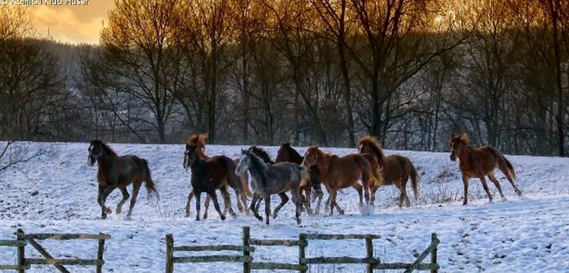 Frei galoppierende Herde von Pferden des Konjički Klub Husar im winterlichen Abendrot