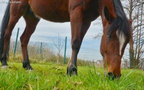 Haflinger-Stute Beba vom Reitzentrum Ritam s konjem beim Grasen