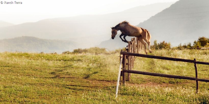 Pferd auf der Ranch Terra beim Sprung über Gatter an trübem sonnigem Morgen