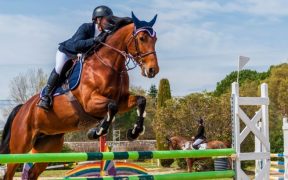 Pferd und Reiter beim Sprungreiten im Wettkampf - Reiten in Zagreb