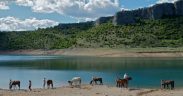 Equestrian Club Split mit Pferden zur Trinkpause am Wasser vor Bergkulisse