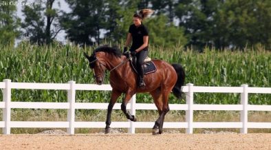 Reiterin mit Pferd beim Training im Reitclub Evago - Konjički Klub Evago