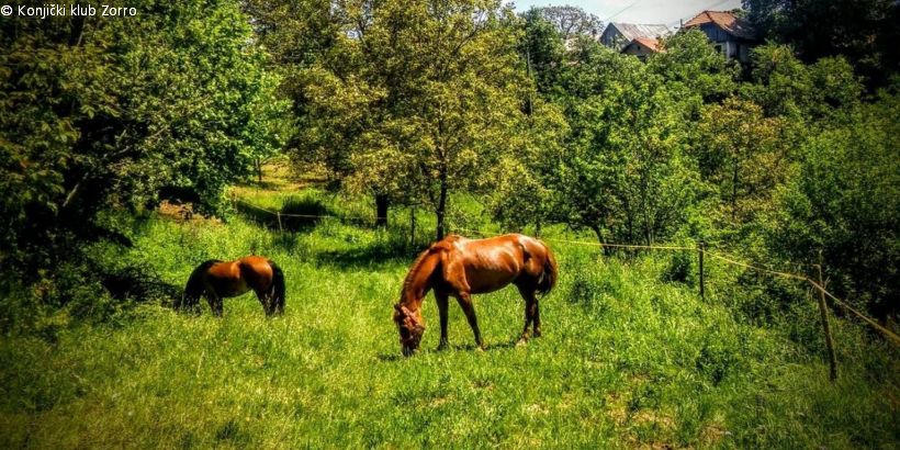 Zwei Pferde in hoher Wiese vom Konjički klub Zorro - Reitclub in Žumberak
