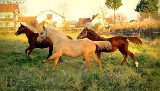 drei Pferde auf der Koppel des Konjički Klub Appaloosa in Zagreb
