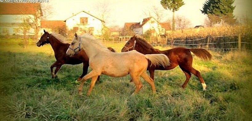 drei Pferde auf der Koppel des Konjički Klub Appaloosa in Zagreb