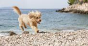 Hundestrände in Istrien