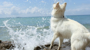 Hundestrände auf den dalmatischen Inseln