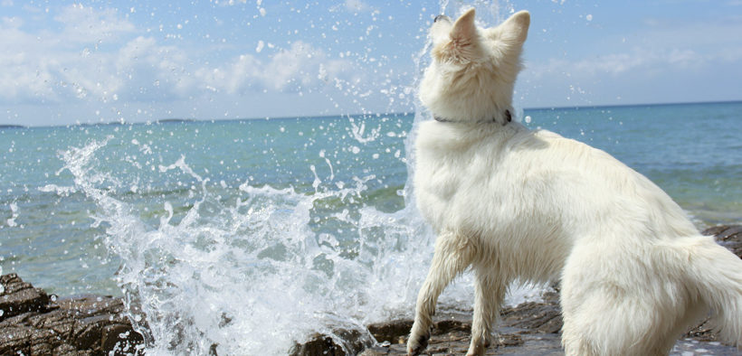 Hundestrände auf den dalmatischen Inseln
