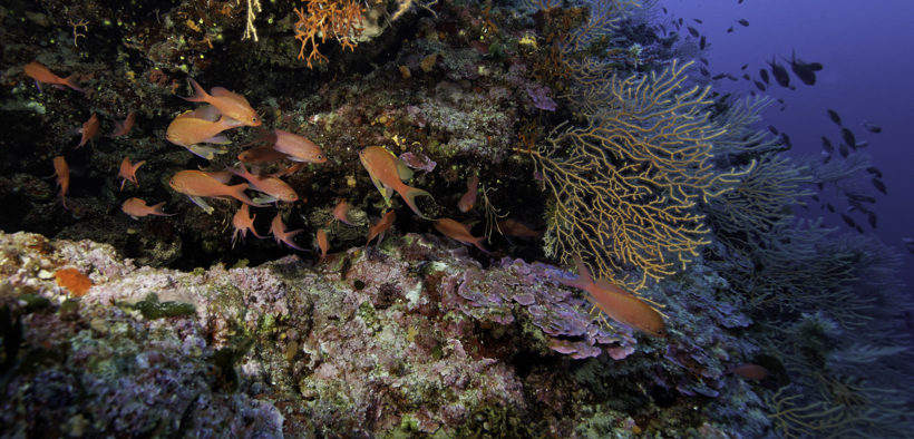 Korallenriff von Zlarin