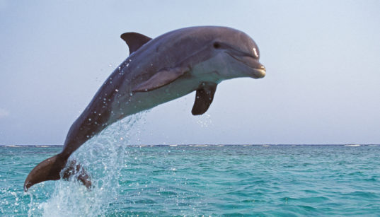 Delfinbeobachtung auf Murter