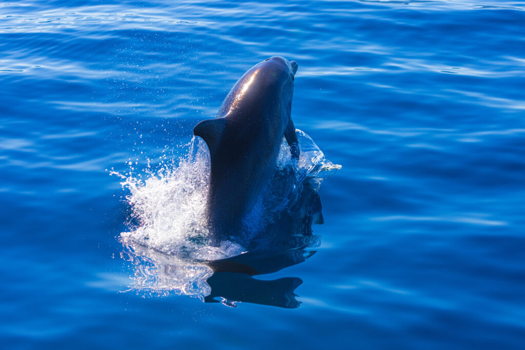 Delfinbeobachtung auf Murter