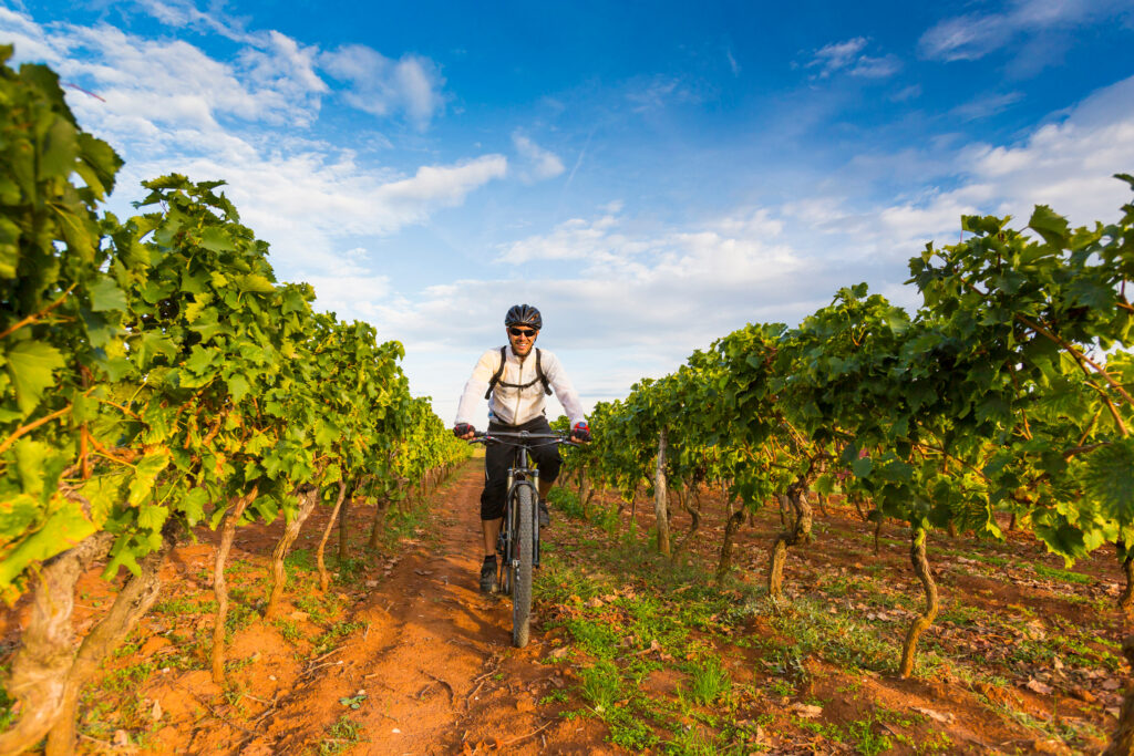 Radtour durch Istrien zu Burgen und Olivenbäumen