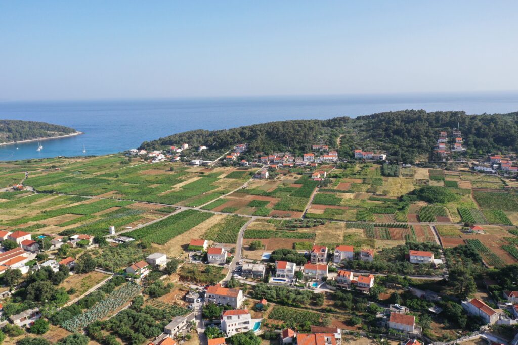 Weinreben auf Korčula