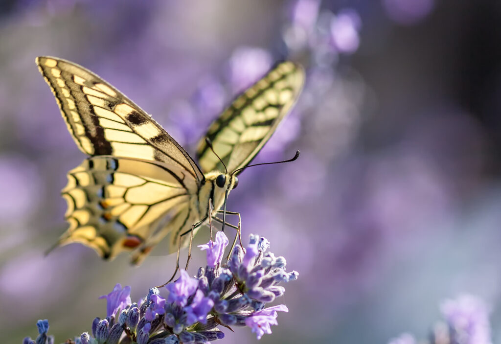 Bildungszentrum Matulovs Grunzen - Schmetterling auf einer Lavendelblüte