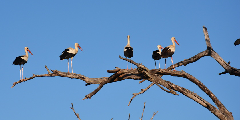 Kroatien Weissstorch