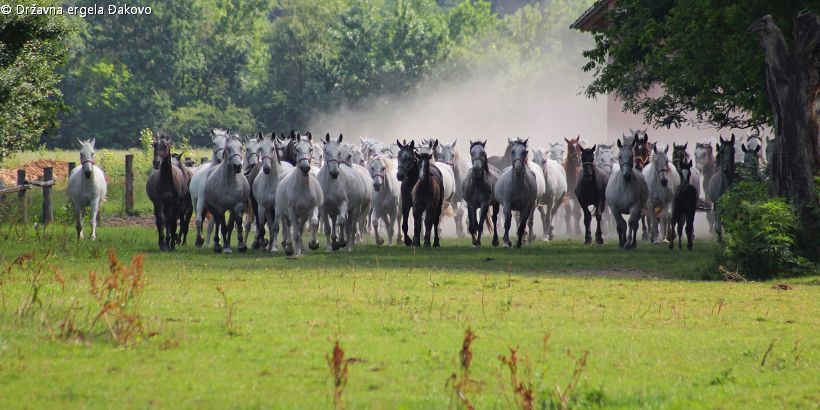 Herde ungestümer Lipizzaner Pferde auf dem Gestüt Đakovo