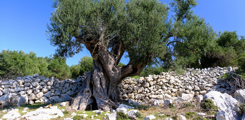 Lun Insel Pag Baum