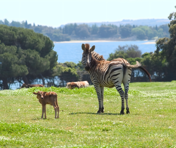 Nationalpark Brijuni